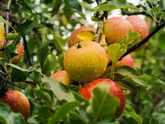 Как правильно проводить осеннюю подкормку яблонь?