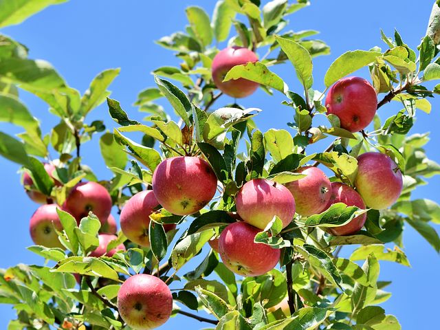 Как продлить жизнь старой яблони?