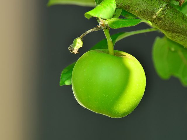 Причины полного и частичного отсутствия плодоношения у яблони
